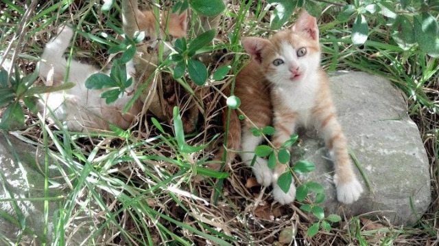 王者节奏，当约基奇在奥运烽烟中执棋落子