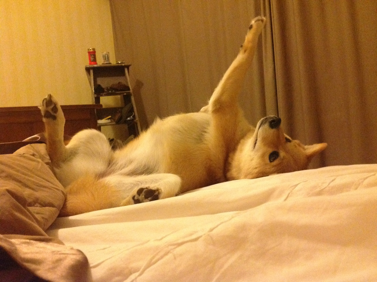 勇士火力全开压制浙江队，霍勒迪关键时刻定乾坤