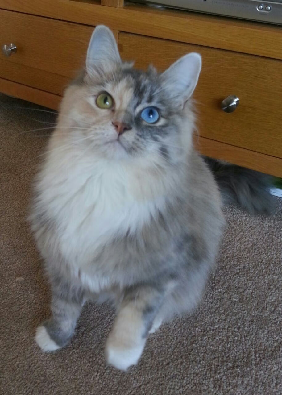 舞台的尺寸由勇者丈量，凯塞多的光芒与阿根廷的征途