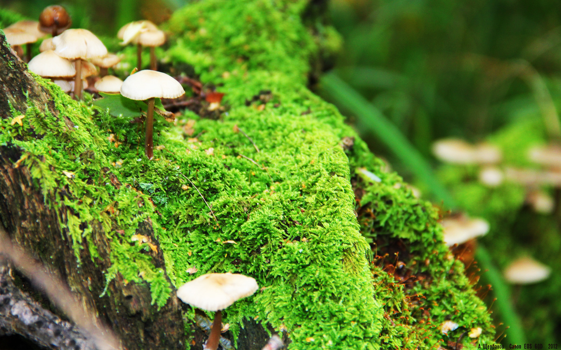 马刺决胜局带走猛龙，塔图姆持续制造杀伤—NBA赛场决胜时刻的巨星风采