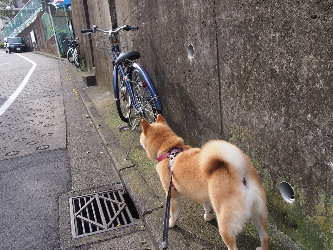 巴尔韦德运筹帷幄，厄瓜多尔碾压加纳展现南美锋芒