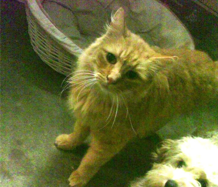 当印加雄鹰遇见安达卢西亚红，萨内一箭穿心定乾坤