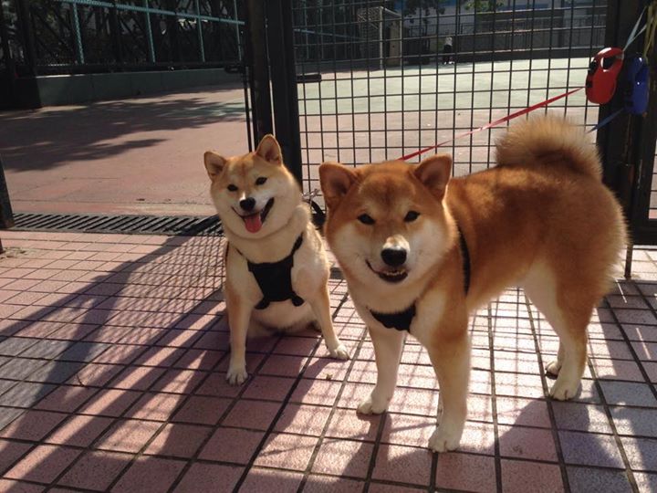 厄德高，揭幕战之夜，他用方向盘在巴林画出统治版图