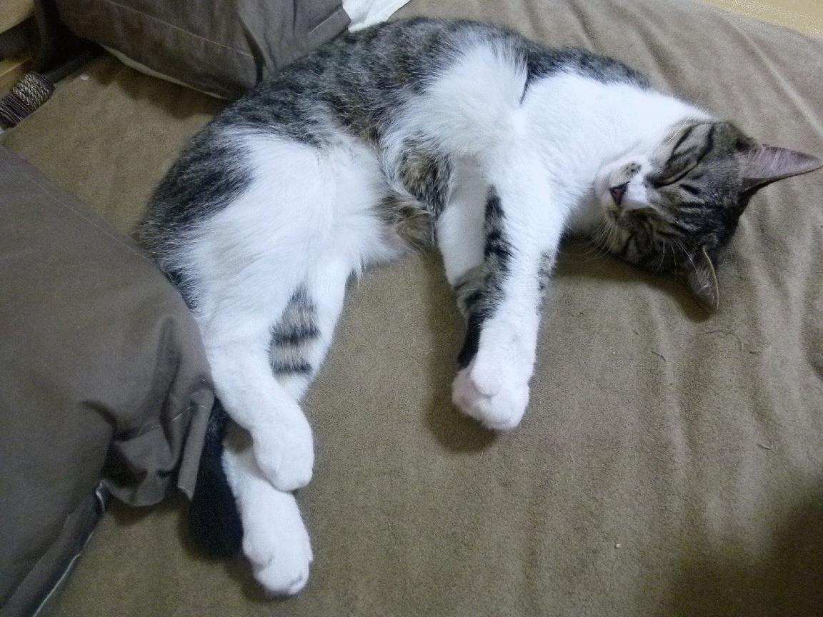 蒂亚戈一锤定音，克罗地亚力斩乌克兰昂首晋级