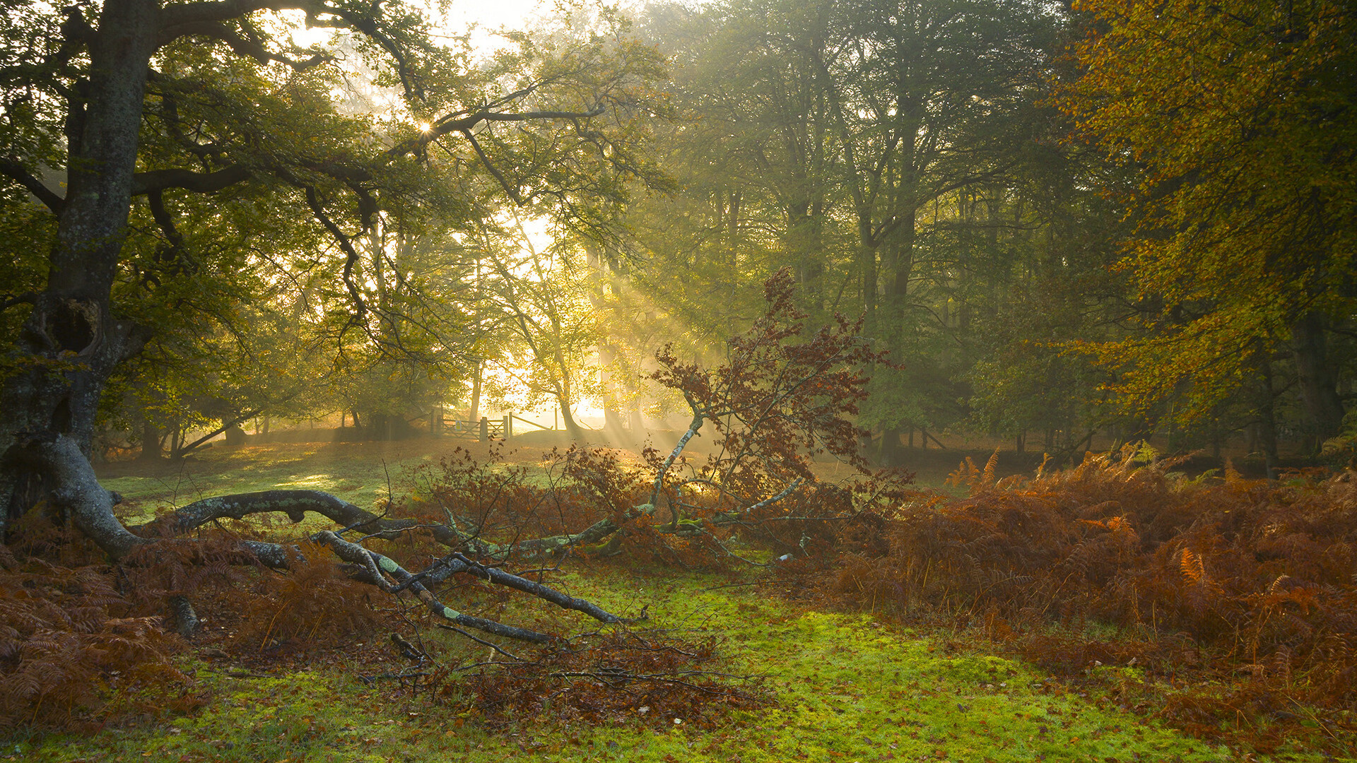 萨内狂飙突进引领蓝月风暴，曼城窒息式战术体系令雷恩沉沦