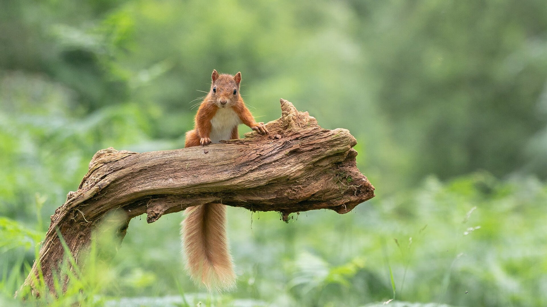 足球双星夜，伊朗突围牙买加关键战，弗拉霍维奇带队取胜显锋芒