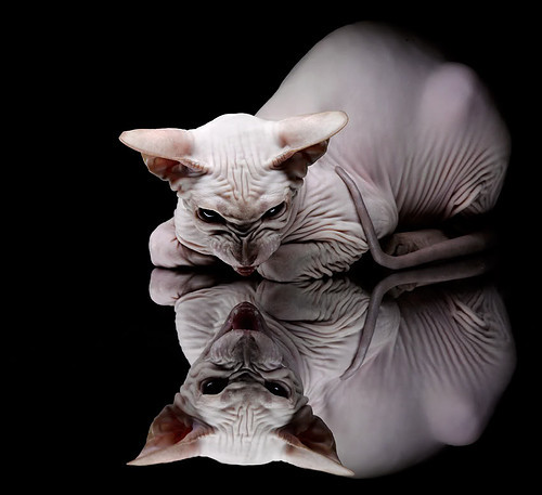 英超争冠激战正酣，广厦队力克快船创奇迹，体育世界的双重视角