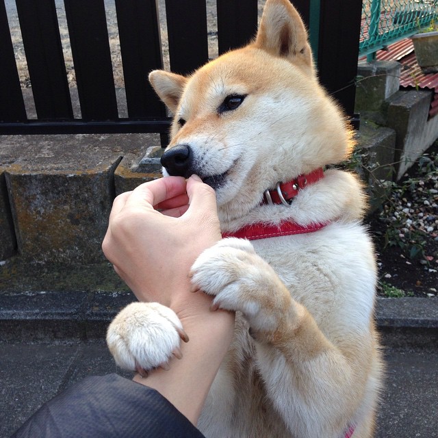 哈利伯顿米兰引爆星光,当篮球魔术师降临意甲焦点之夜