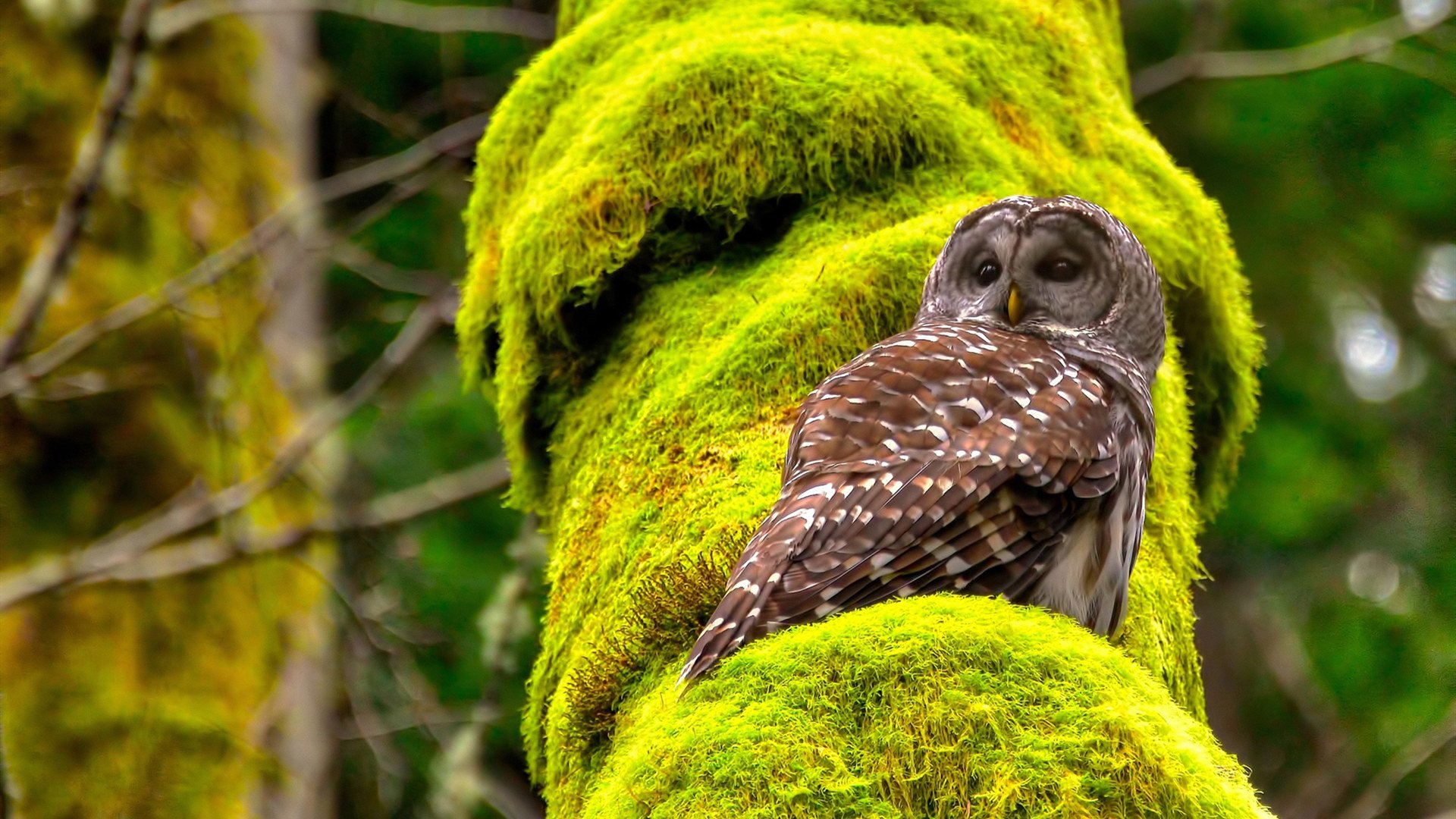 阿拉巴统治全场！土耳其劲旅力克多特蒙德，赛后评分拉满引爆热议
