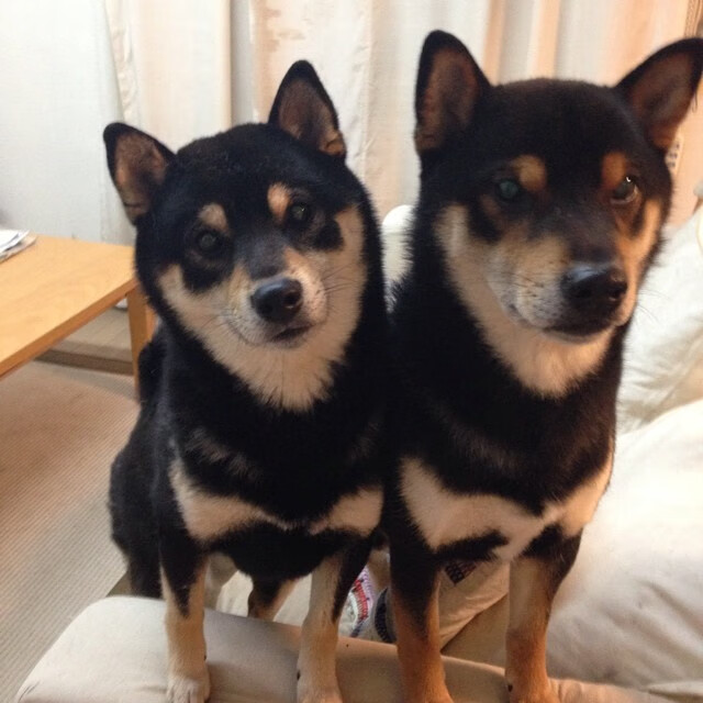 从兹拉坦到智利矿工,足球救赎叙事的两极书写