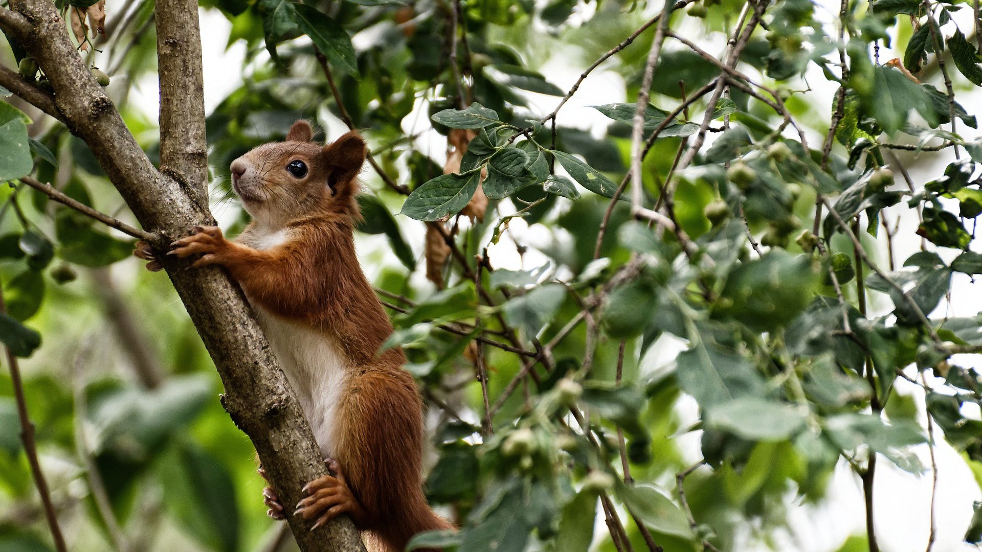 火箭斩落奇才，利拉德欧冠淘汰赛接管比赛