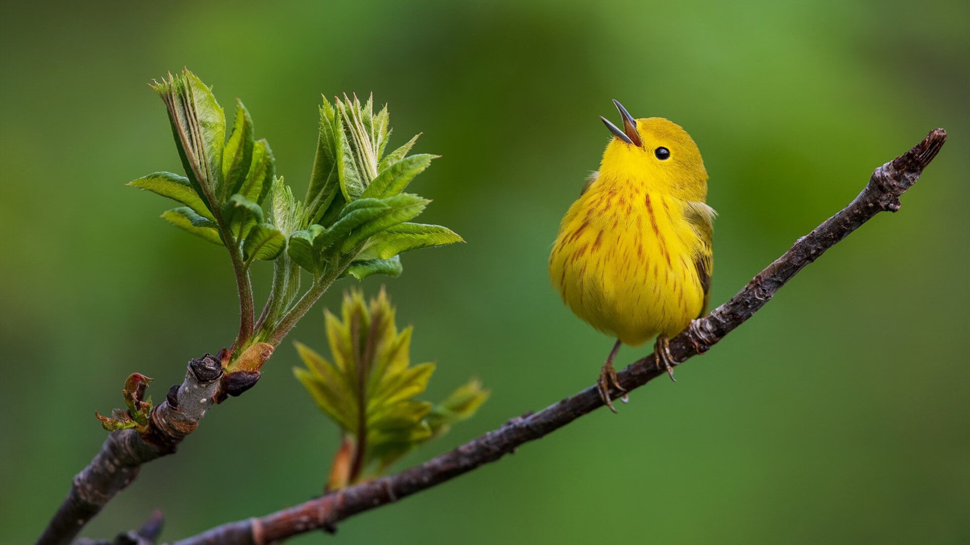 霍勒迪诠释现代控卫精髓，猛龙对阵山西一役，节奏掌控的艺术