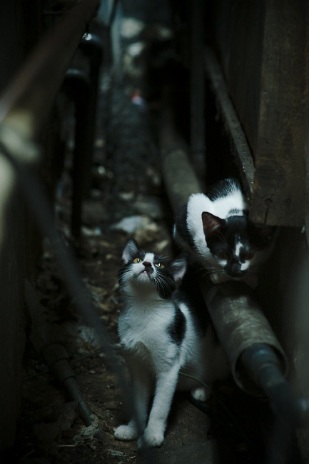 夜战巴黎,切特·霍姆格伦的奥运宣言